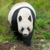 Edinburgh Zoo to postpone giant panda breeding
