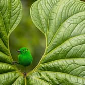 BEST PORTRAIT
GLISTENING-GREEN Glistening-green Tanager Chlorochrysa phoenicotis. Mashpi Amagusa Reserve, Ecuador. Nicolas Reusens, Spain. Category: Best Portrait. GOLD AWARD WINNER.
Venturing into the tropical forest, I was excited to spot the rare Glistening-green Tanager. After hours of waiting, I saw the vivid-green bird on a perfect heart-shaped leaf. Its shimmering feathers reflected a dazzling array of colours. I captured every detail, grateful for this magical moment amid the lush jungle backdrop.
Canon EOS R7 with Tamron 100–400mm f/4.5–6.3 lens. 213mm; 1/500s; f/7.1; ISO 400