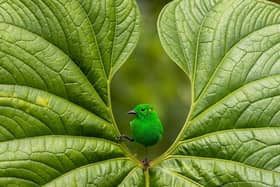 BEST PORTRAIT
GLISTENING-GREEN Glistening-green Tanager Chlorochrysa phoenicotis. Mashpi Amagusa Reserve, Ecuador. Nicolas Reusens, Spain. Category: Best Portrait. GOLD AWARD WINNER.
Venturing into the tropical forest, I was excited to spot the rare Glistening-green Tanager. After hours of waiting, I saw the vivid-green bird on a perfect heart-shaped leaf. Its shimmering feathers reflected a dazzling array of colours. I captured every detail, grateful for this magical moment amid the lush jungle backdrop.
Canon EOS R7 with Tamron 100–400mm f/4.5–6.3 lens. 213mm; 1/500s; f/7.1; ISO 400