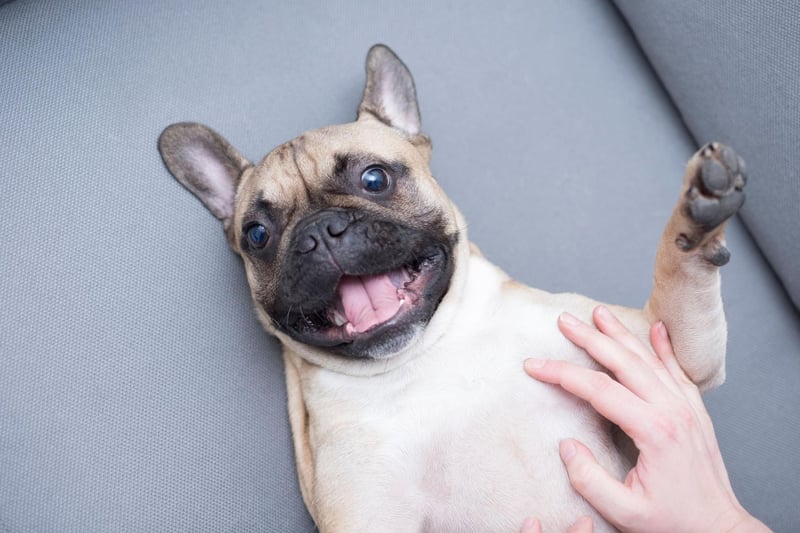 The French Bulldog was bred in the 1800s to be a companion dog and is the result of a cross between toy English Bulldogs and French ratters (terriers used to hunt vermin).