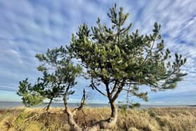 A tree by the coast near to St Andrews, Fife (pic: Katharine Hay)