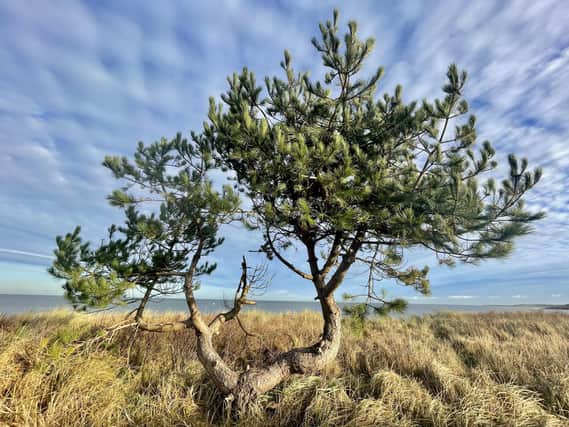 A tree by the coast near to St Andrews, Fife (pic: Katharine Hay)
