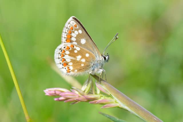 The northern brown argus – found almost exclusively in Scotland, with a few colonies in northern England – needs common rock-rose plants, which are the sole food for its caterpillars,  and short grasslands to survive. Picture: Jim Asher