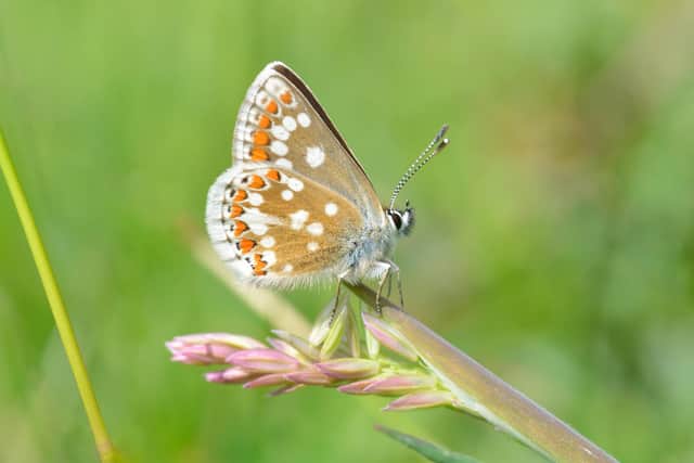 The northern brown argus – found almost exclusively in Scotland, with a few colonies in northern England – needs common rock-rose plants, which are the sole food for its caterpillars, and short grasslands to survive. Picture: Jim Asher