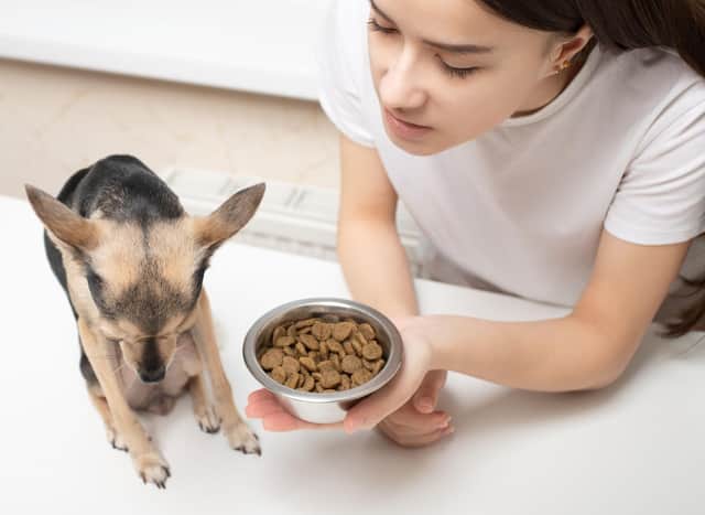 how do you deal with a picky dog eater