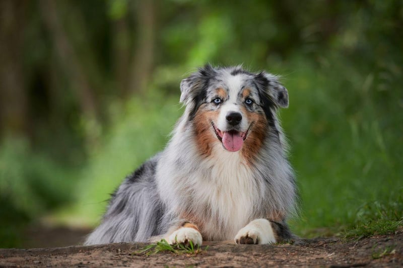 As the name suggests, Australian Shepherds were originally bred to herd sheep. One way they did this was to nip at the feet of the sheep, and its behaviour that they can now exhibit when young children are running around