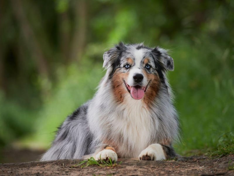 As the name suggests, Australian Shepherds were originally bred to herd sheep. One way they did this was to nip at the feet of the sheep, and its behaviour that they can now exhibit when young children are running around