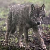 The chances of a human being attacked by a wild wolf are low (Picture: Matt Cardy/Getty Images)