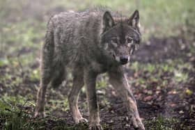 The chances of a human being attacked by a wild wolf are low (Picture: Matt Cardy/Getty Images)