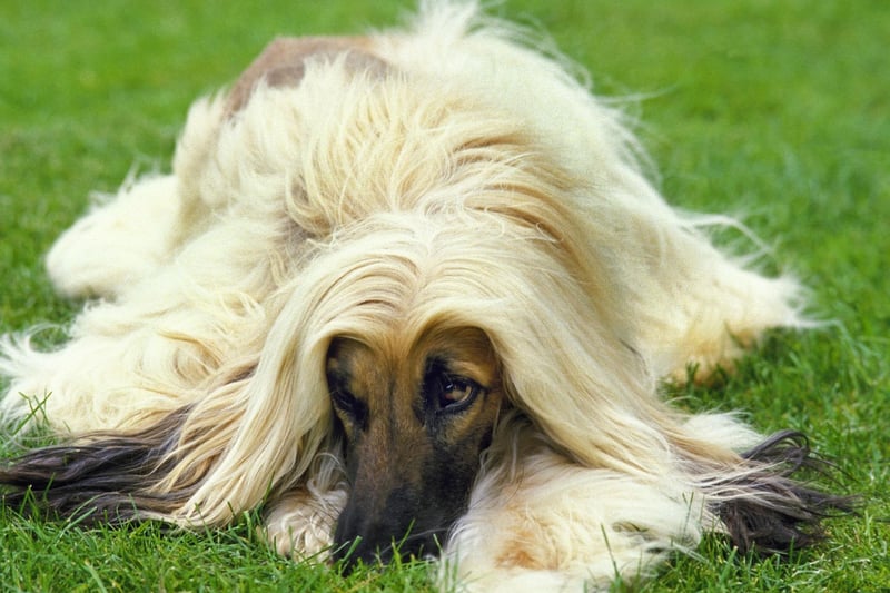 Now onto the less intellectual pups, and Stanley Coren concluded that the beautiful Afghan Hound is the least intelligent breed of dog. Of course this could be largely due to the fact they are also the most stubborn breed of dog - notorious for ignoring their owner's commands. Who's to say they don't understand every word though!