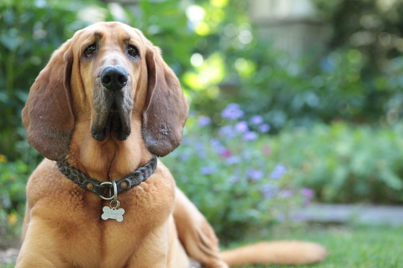 They may only have one job, but Bloodhounds are superb at it. They are one of nature's best trackers and are so good at finding people and things that in some countries their evidence is admissible in court.