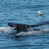 A humpback whale dives down to swim and feed off the Gulf of Maine, near Gloucester, Massachusetts, this week (Picture: Joseph Prezioso/AFP)