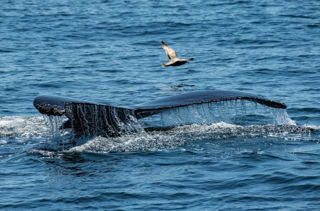A humpback whale dives down to swim and feed off the Gulf of Maine, near Gloucester, Massachusetts, this week (Picture: Joseph Prezioso/AFP)