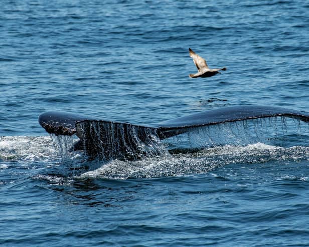 A humpback whale dives down to swim and feed off the Gulf of Maine, near Gloucester, Massachusetts, this week (Picture: Joseph Prezioso/AFP)