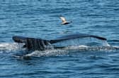 A humpback whale dives down to swim and feed off the Gulf of Maine, near Gloucester, Massachusetts, this week (Picture: Joseph Prezioso/AFP)
