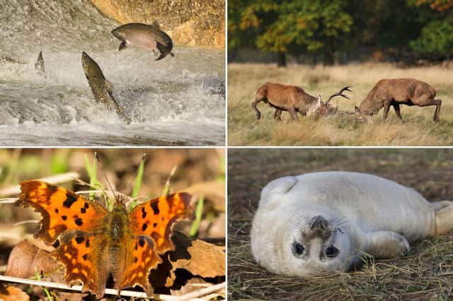 Some of the spectacular wildlife to look out for in October.