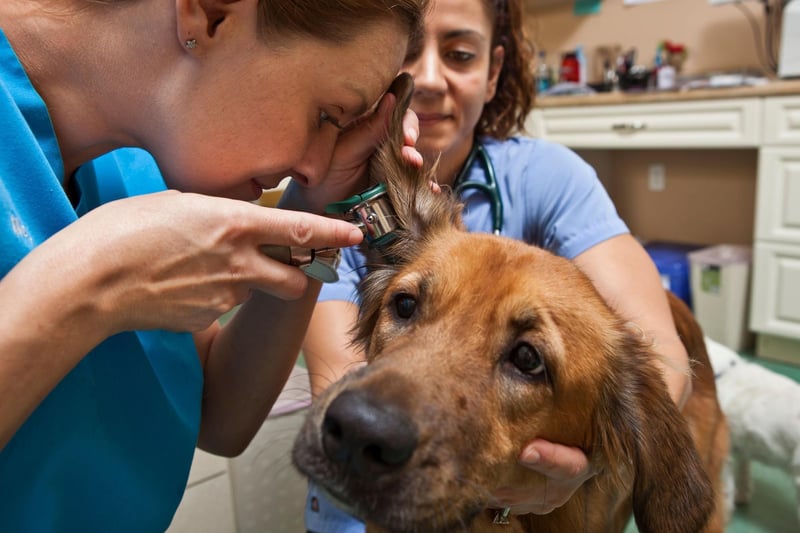 As is often the case, what is true of the Labrador Retriever is also true of the Golden Retriever. Symptoms of canine ear infections include your dog shaking its head, scratching at the affected ear, and a dark discharge.