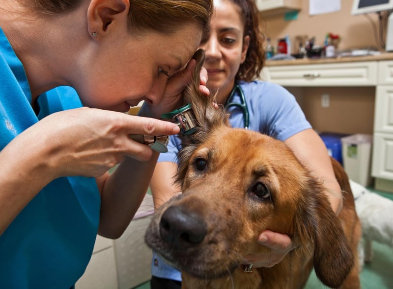 As is often the case, what is true of the Labrador Retriever is also true of the Golden Retriever. Symptoms of canine ear infections include your dog shaking its head, scratching at the affected ear, and a dark discharge.
