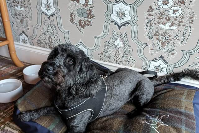 Archie enjoys his Tartan Blanket Co. dog bed at Rusacks, St Andrews. Pic: Rosalind Erskine