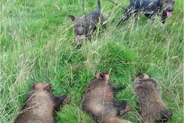 A 'trophy picture' from badger baiting