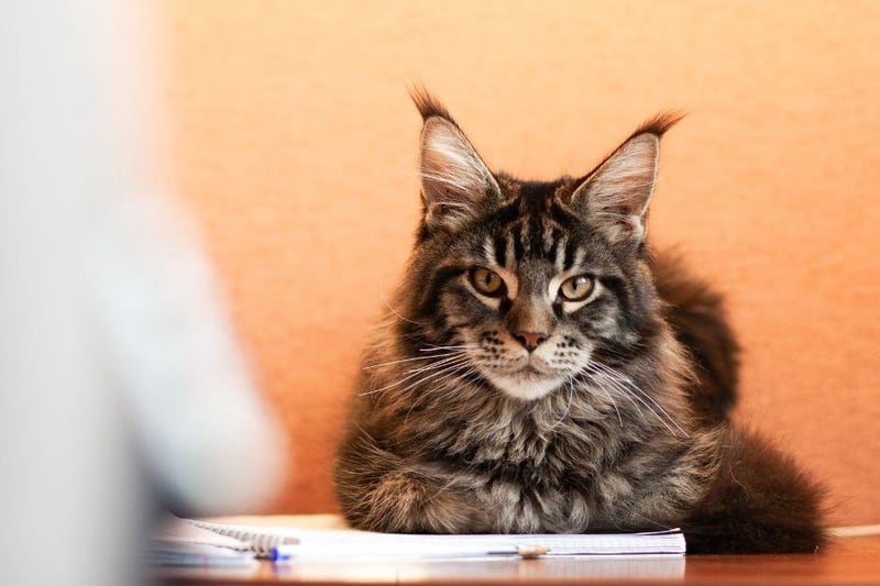 One of the largest cat breeds on the planet, the Maine Coon is very chilled out and independent as they come. Don't let that fool you though, as this breeds loves to play chase and is very good at learning new tricks.