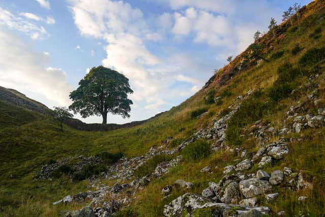 The tree was loved by many across the North East Picture: Ian Forsyth/Getty Images.