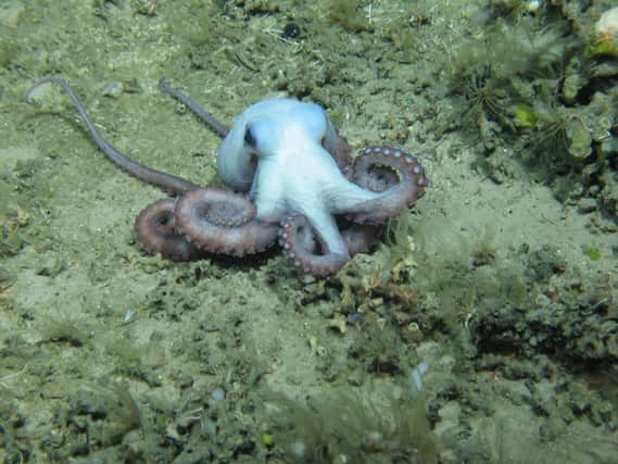 A deep-sea octopus on the Hebrides Terrace Seamount