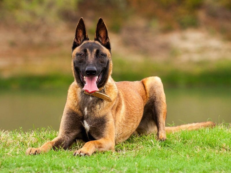 Another breed commonly used by the police and military, the Belgian Malinois dog is one of the oldest European breeds and is a fear-free force to be reckoned with.
