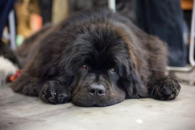 Perhaps the ultimate in canine couch potatoes, Newfoundlands will only excercise if it's really needed - it takes a lot of energy to move a body as big and theirs.