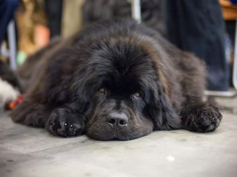 Perhaps the ultimate in canine couch potatoes, Newfoundlands will only excercise if it's really needed - it takes a lot of energy to move a body as big and theirs.