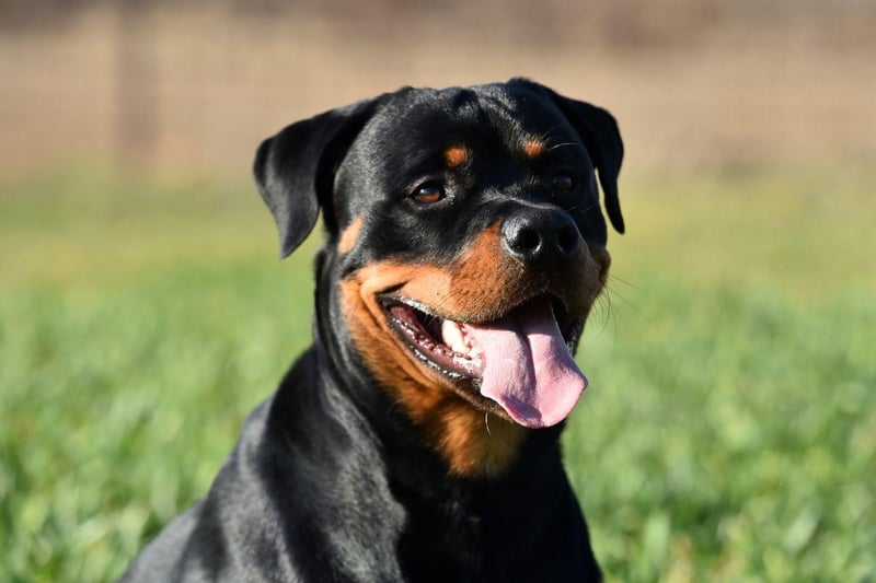 Originally from Germany, the Rottweiler can make for a fiecely loyal family pet - despite the slightly unfair reputation they have for aggression. It's not damaged their cost though - expect to shell out up to £4,000.