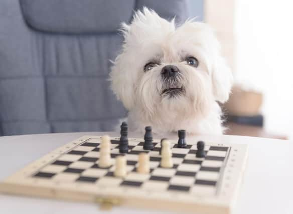 These are the most intelligent breeds of dog that have both brains and beauty (sadly, this chess-playing Maltese isn't one of them).