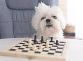 These are the most intelligent breeds of dog that have both brains and beauty (sadly, this chess-playing Maltese isn't one of them).