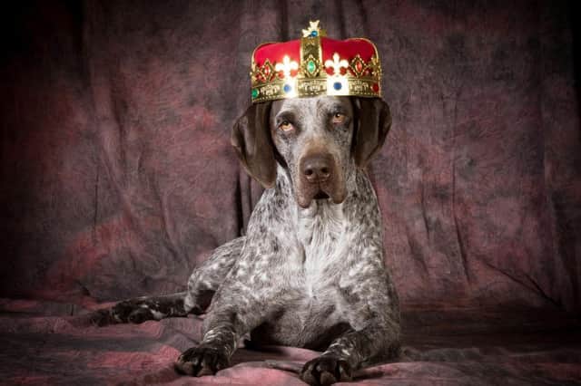 These dogs all come with a right royal recommendation.