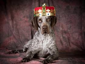 These dogs all come with a right royal recommendation.