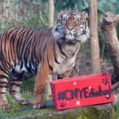 Lucu, one of Edinburgh Zoo's critically endangered Sumatran tigers is given an enrichment box at the launch of  Edinburgh's Chinese New Year Festival