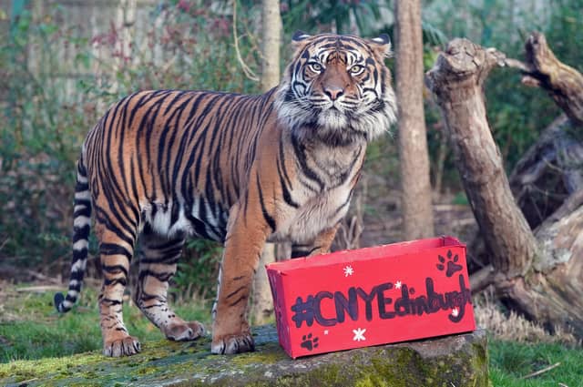 Lucu, one of Edinburgh Zoo's critically endangered Sumatran tigers is given an enrichment box at the launch of Edinburgh's Chinese New Year Festival