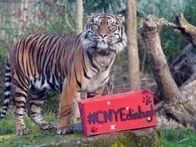 Lucu, one of Edinburgh Zoo's critically endangered Sumatran tigers is given an enrichment box at the launch of  Edinburgh's Chinese New Year Festival