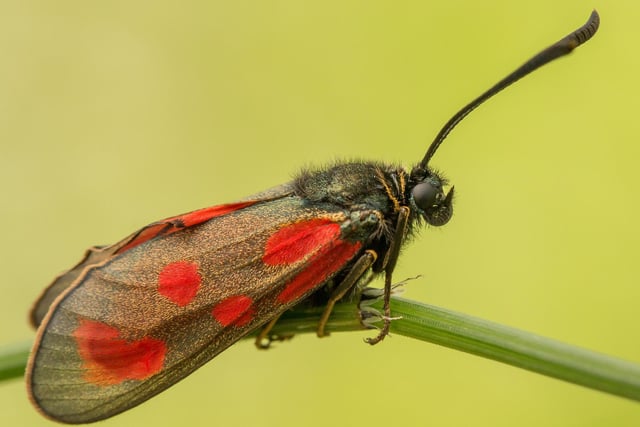 The colourful moth is found only in Scotland, including an NTS property on Mull and on the nearby islands of Ulva and Gometra