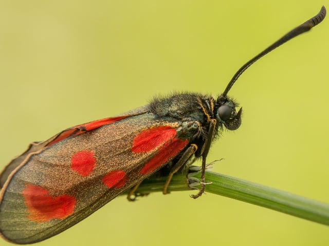 The colourful moth is found only in Scotland, including an NTS property on Mull and on the nearby islands of Ulva and Gometra