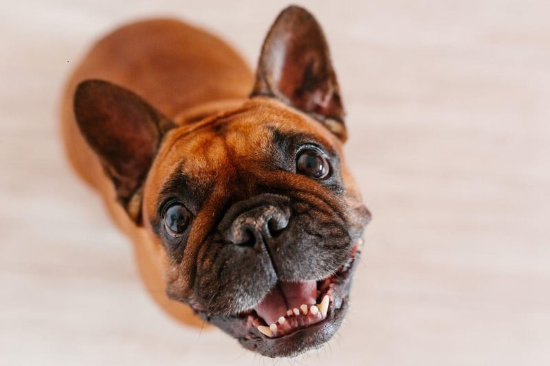 Selective breeding has made the French Bulldog susceptible to a variety of physical conditions, including hip dysplasia. Responsible breeders will do all they can to better the bloodlines of their breeds, making their puppies less likely to develop problems.