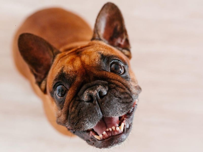 Selective breeding has made the French Bulldog susceptible to a variety of physical conditions, including hip dysplasia. Responsible breeders will do all they can to better the bloodlines of their breeds, making their puppies less likely to develop problems.
