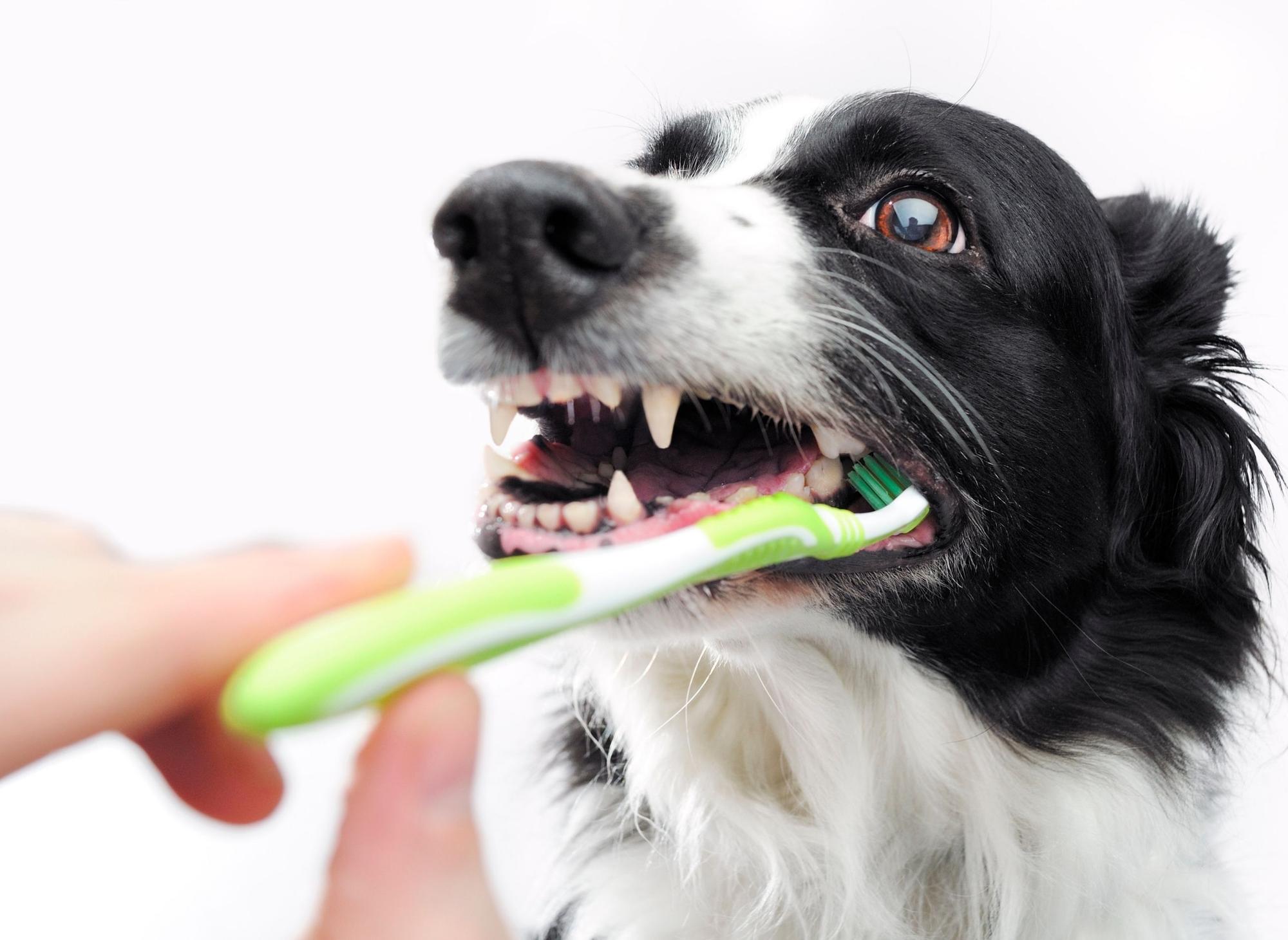 Puppy dental hot sale care