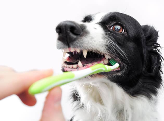 Keep you pet's teeth in good condition is a key part of keeping a dog happy and healthy.