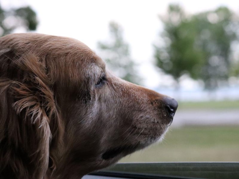 Following in third is the much bigger build of the Golden Retriever, a breed that shares a very similar temperament to that of the Labrador, tipped by 16 experts as being excellent car-travellers.