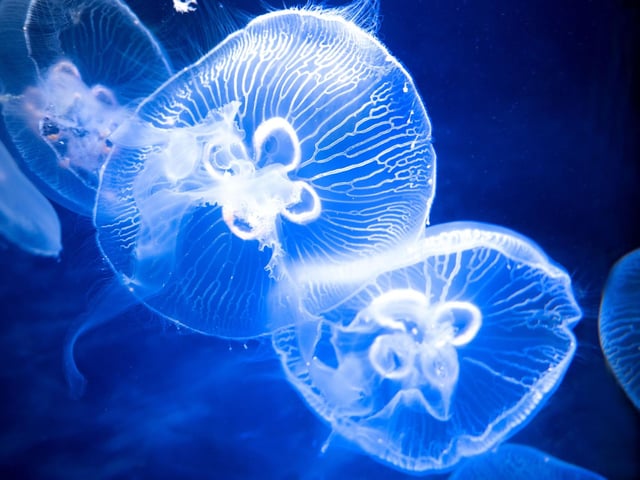 Jellyfish get a bad press, but many of these beautiful creatures are completely harmless to humans. A case in point is the stunning moon jelly, which drifts into bays and sea lochs in their hundred of thousands during July. Like the basking shark, they arrive in Scotland over summer to feed on plentiful supplies of microscopic plankton.
