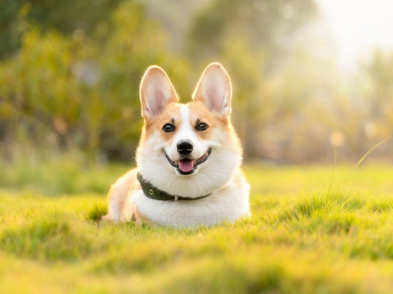 The late Queen Elizabeth II was known for owning multiple Corgis at the same time. These Welsh dogs love having their own canine family to live with.