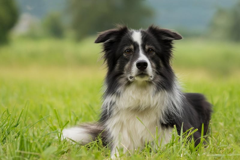 It's no surprise to see the Border Collie on this list. They are the world's most intelligent breed of dog and quickly pick up the most complex of commands - making toilet training simple.