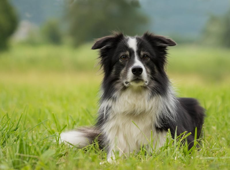 It's no surprise to see the Border Collie on this list. They are the world's most intelligent breed of dog and quickly pick up the most complex of commands - making toilet training simple.