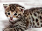 Here are 10 breeds of cat believed to be the most expensive to buy. Cr: Getty Images/Canva Pro